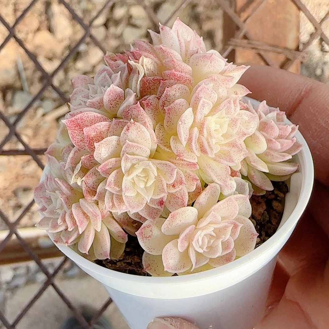 1129-127（紫色麦杆）优选