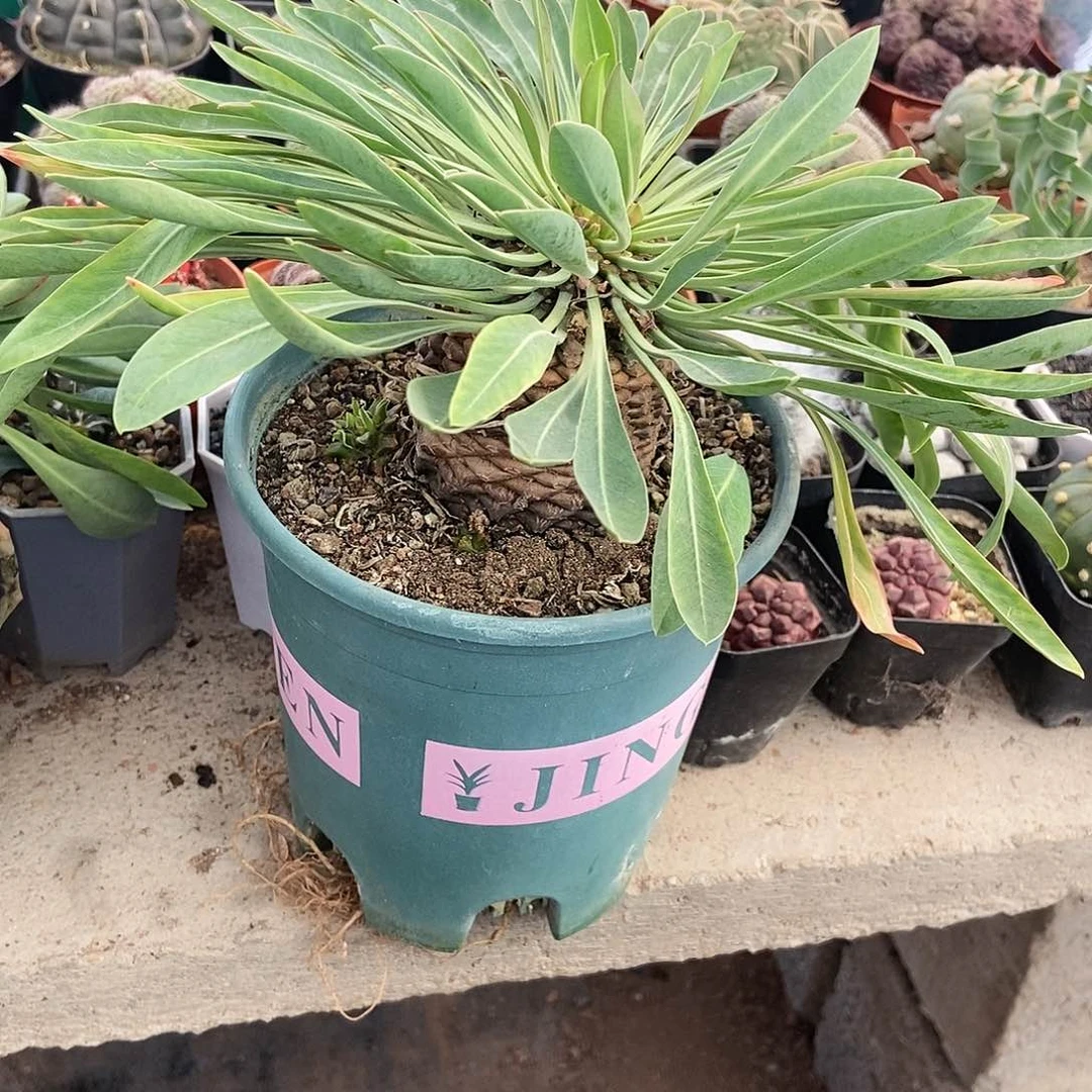铁甲丸一物一拍，