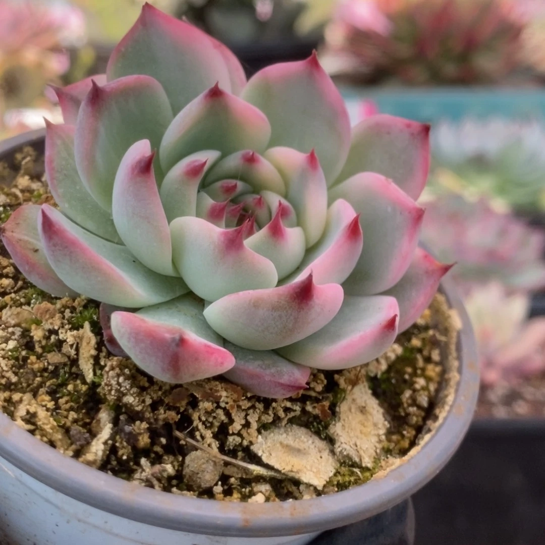 605锦锦锦锦锦锦锦锦