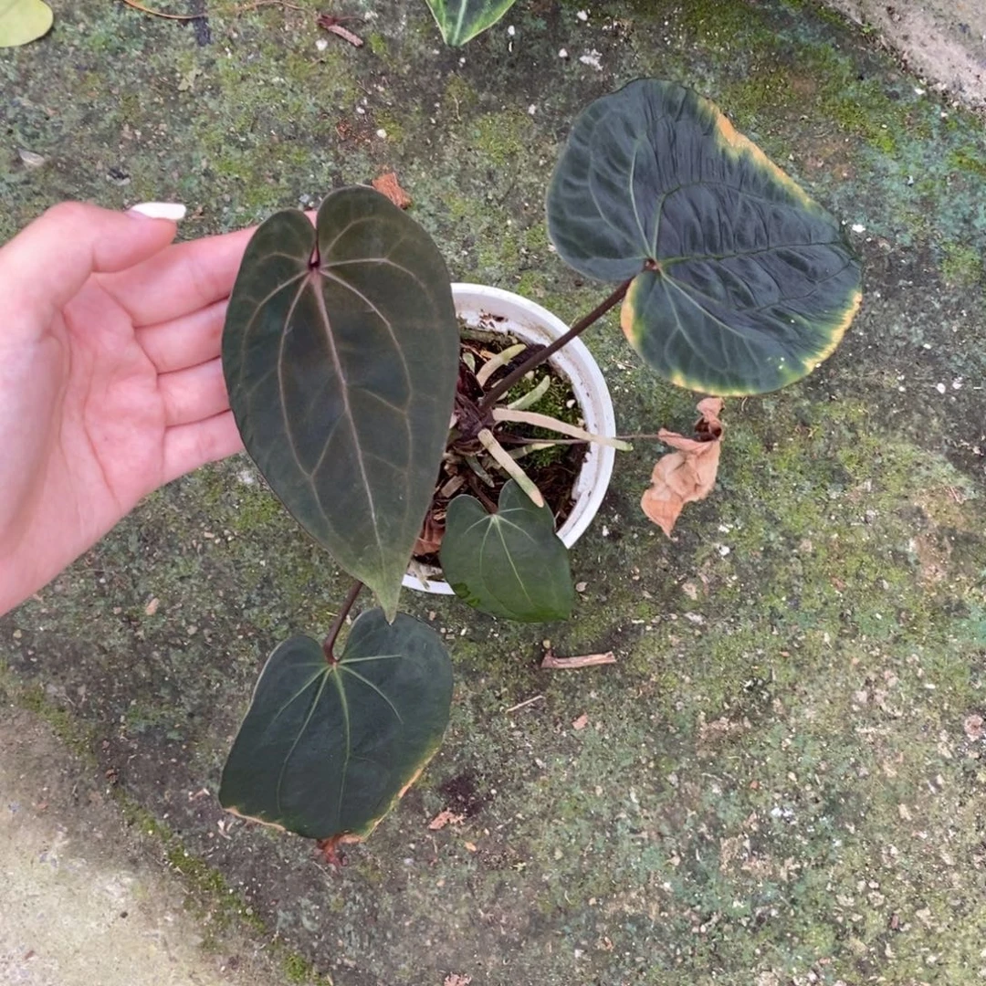 不开花植物黑桃杂
