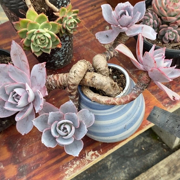 老桩晚霞带盆土不包整