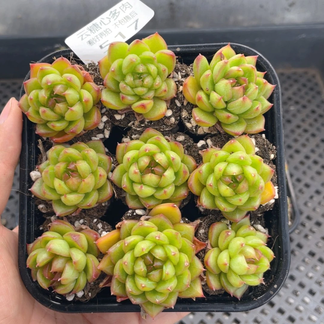 云糖心多肉植物517