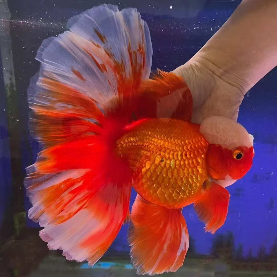 六六水族严选玛丽百褶泰式将军兰寿冷水观赏鱼《超萌好物》