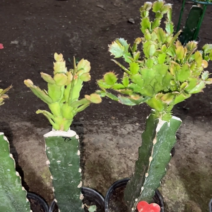 来***往当前无花栽培后可以开花073  62  084  3+叶片