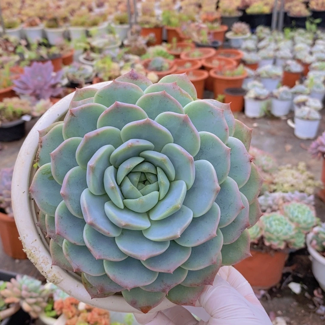 6480冰橙单头一物一拍