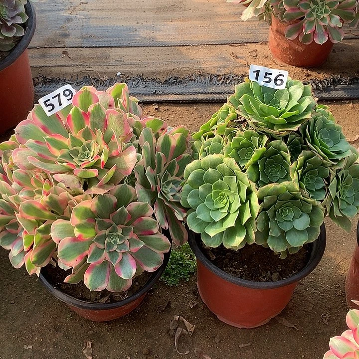 法师多肉2个156-579