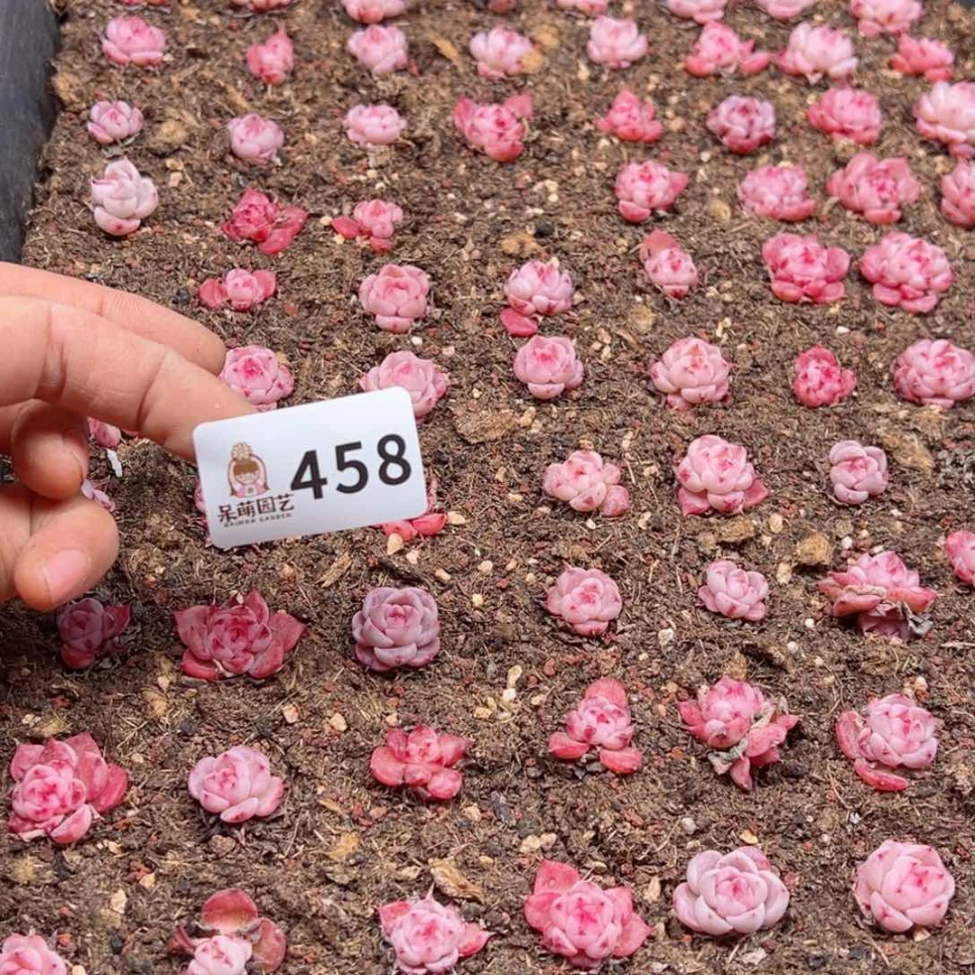 辣**枝多肉植物多肉植物