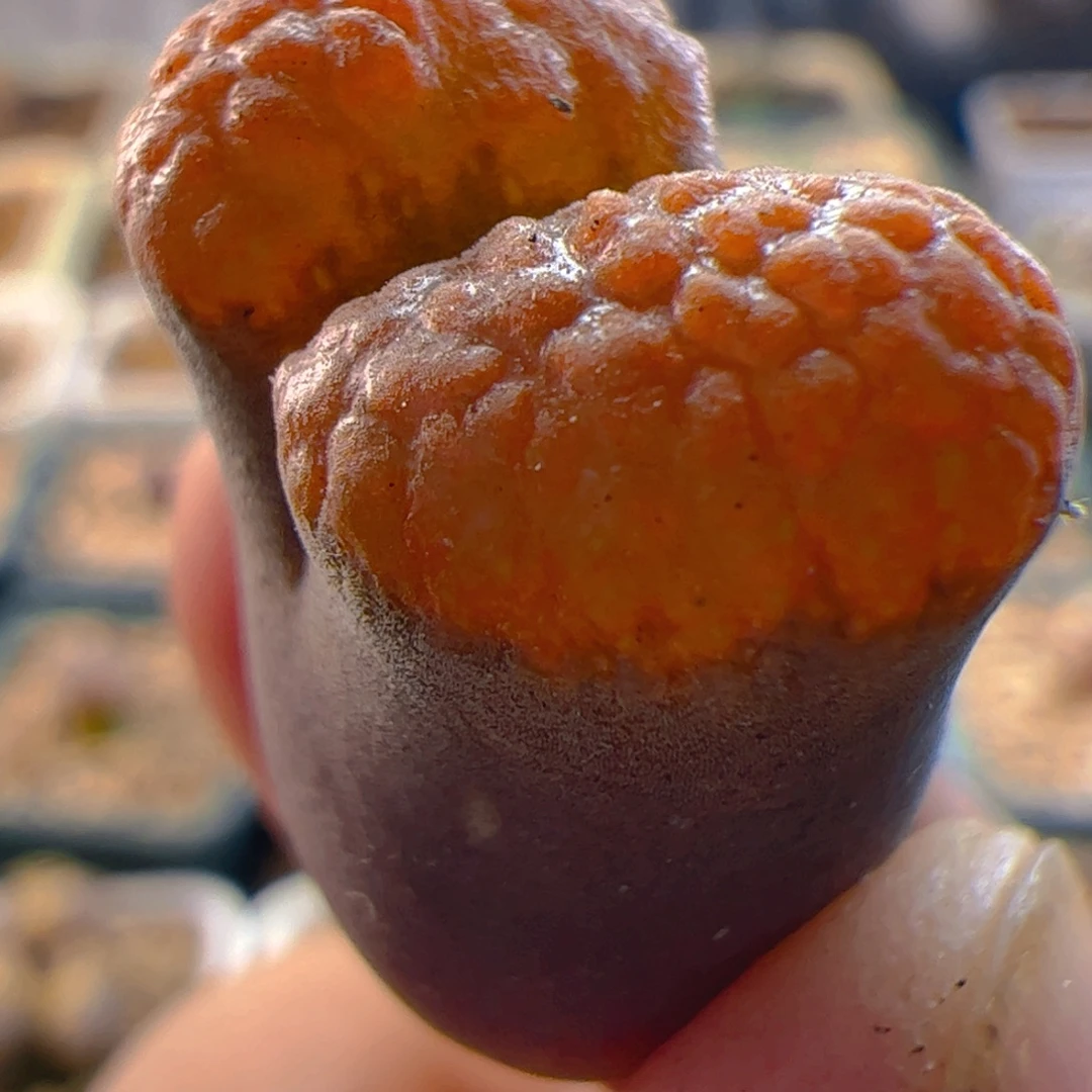 1808.86蛋糕风铃玉 025