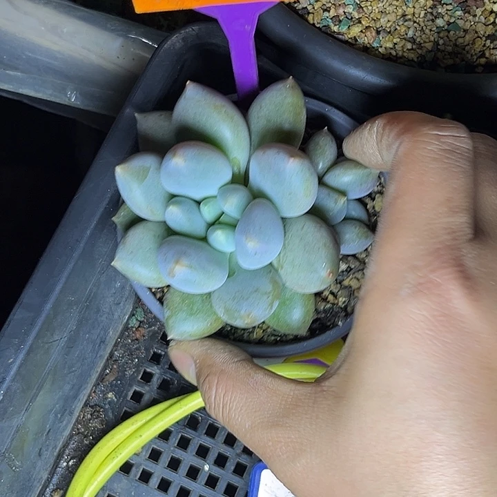 多肉植物胖体哥特568