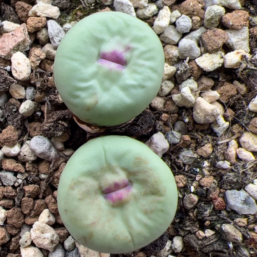 0163号小红嘴 多肉植物