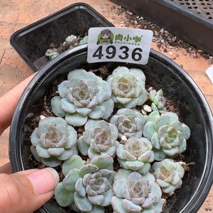 多肉植物多肉植物