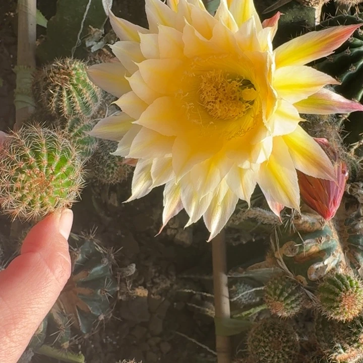 200彩草174歪无根侧牙4公分左右