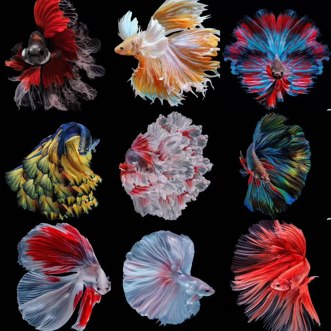 【A级】001-153号斗鱼直播选号观赏鱼