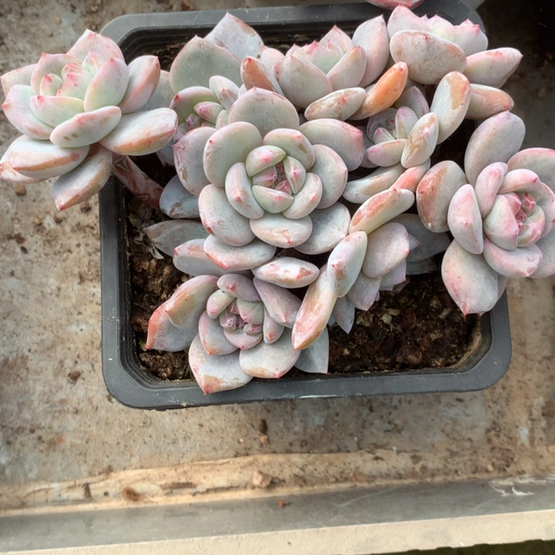 无花朵哈哈哈哈哈哈哈哈41