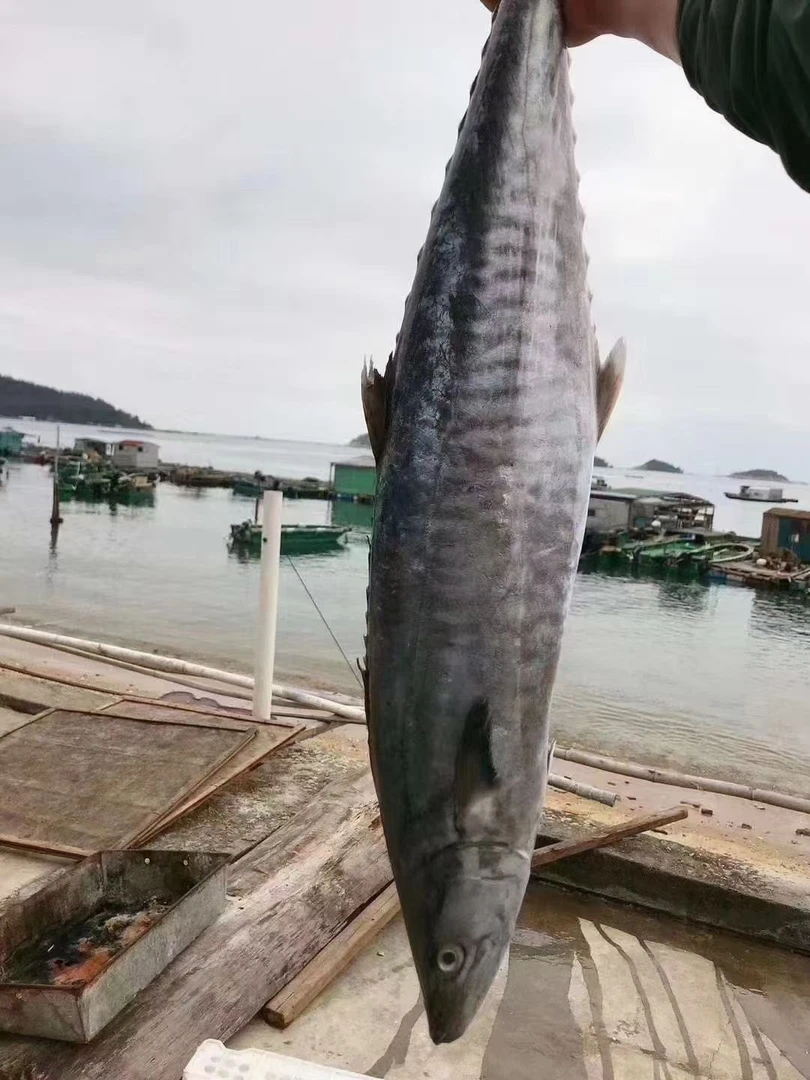 鲜香半干马鲛鱼深海海鲜原条速冻切片发货3斤起蒸空包装冷链寄送