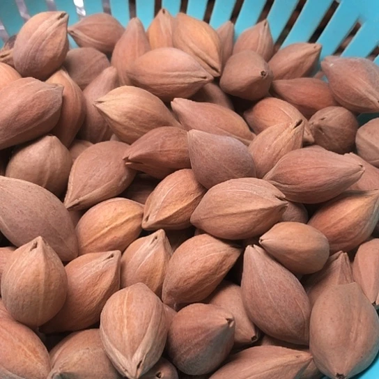 手串/手链橄榄核