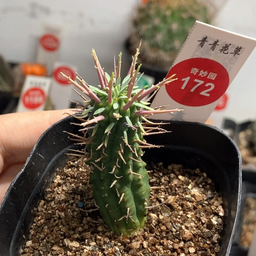 自根斗牛角猛刺大戟一颗