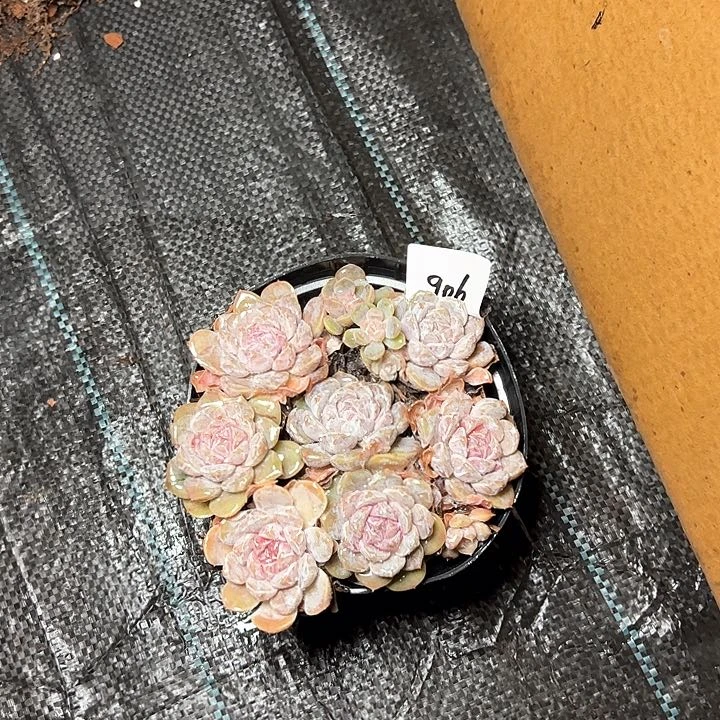 ?****?906////////////