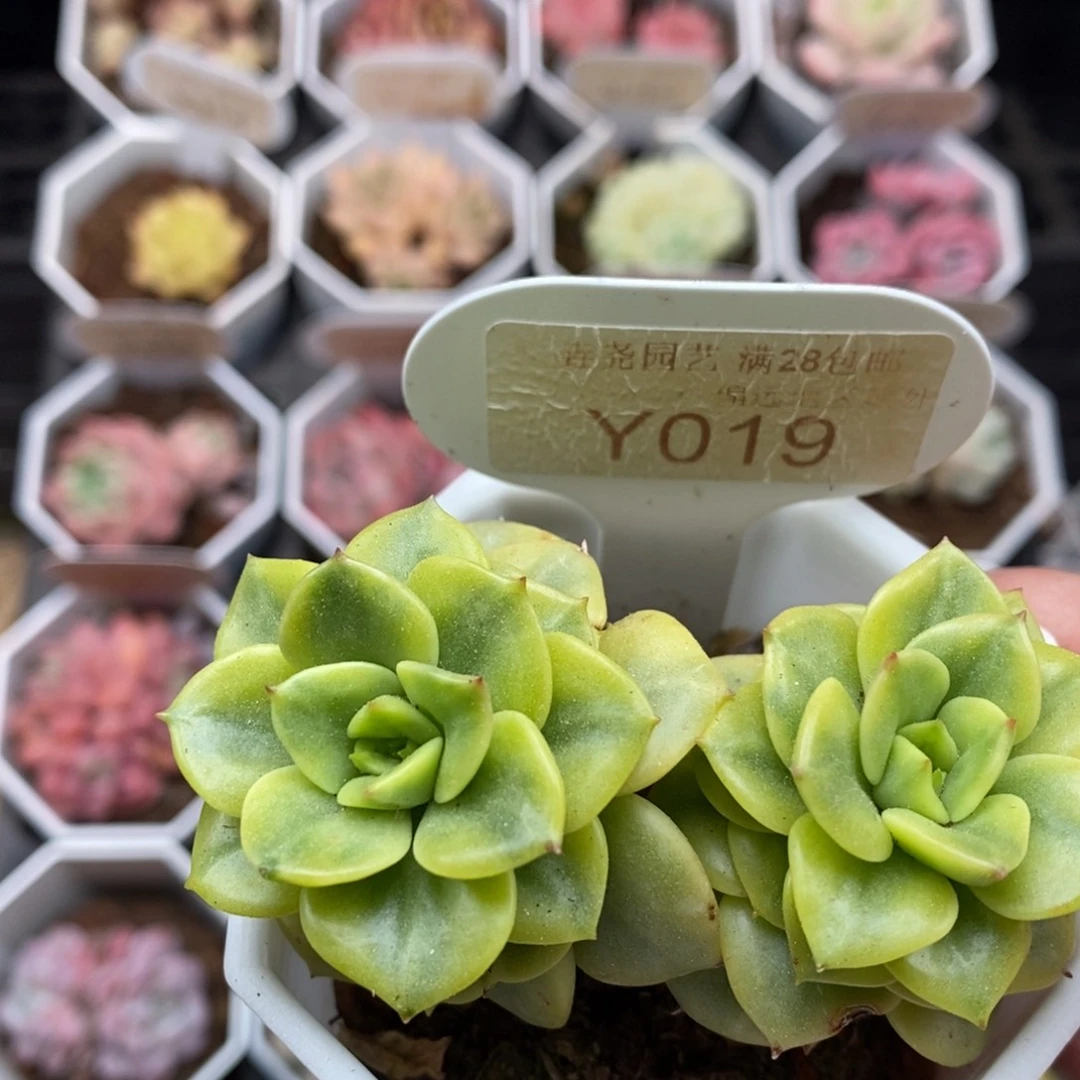 0019 蜡牡丹 6cm