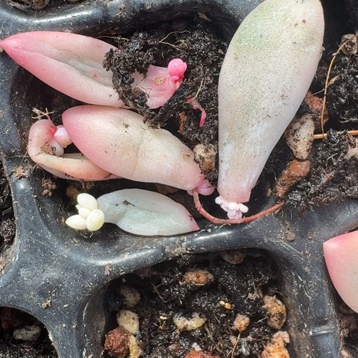 美人组合一物一拍64