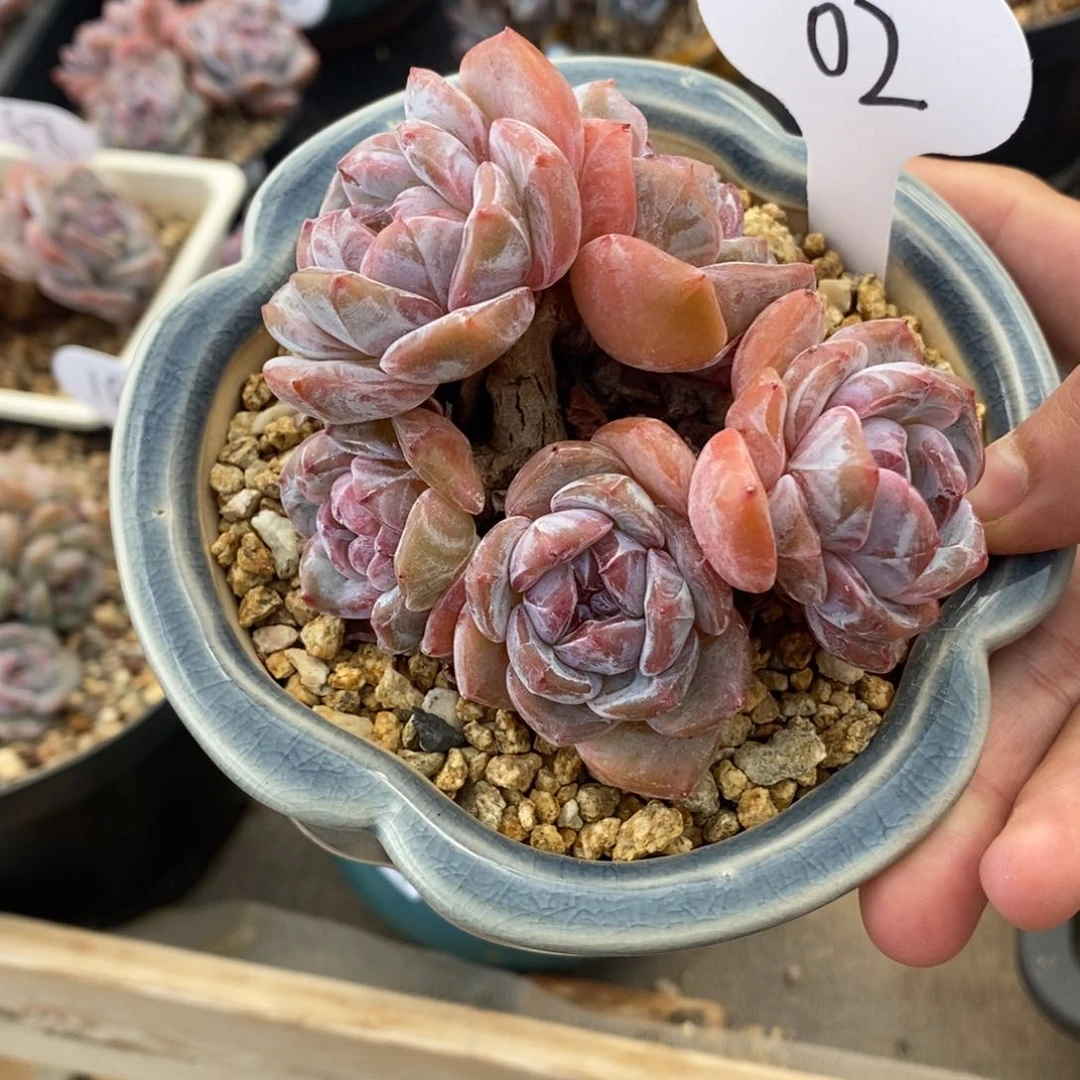 五头红皮紫心短圆肥