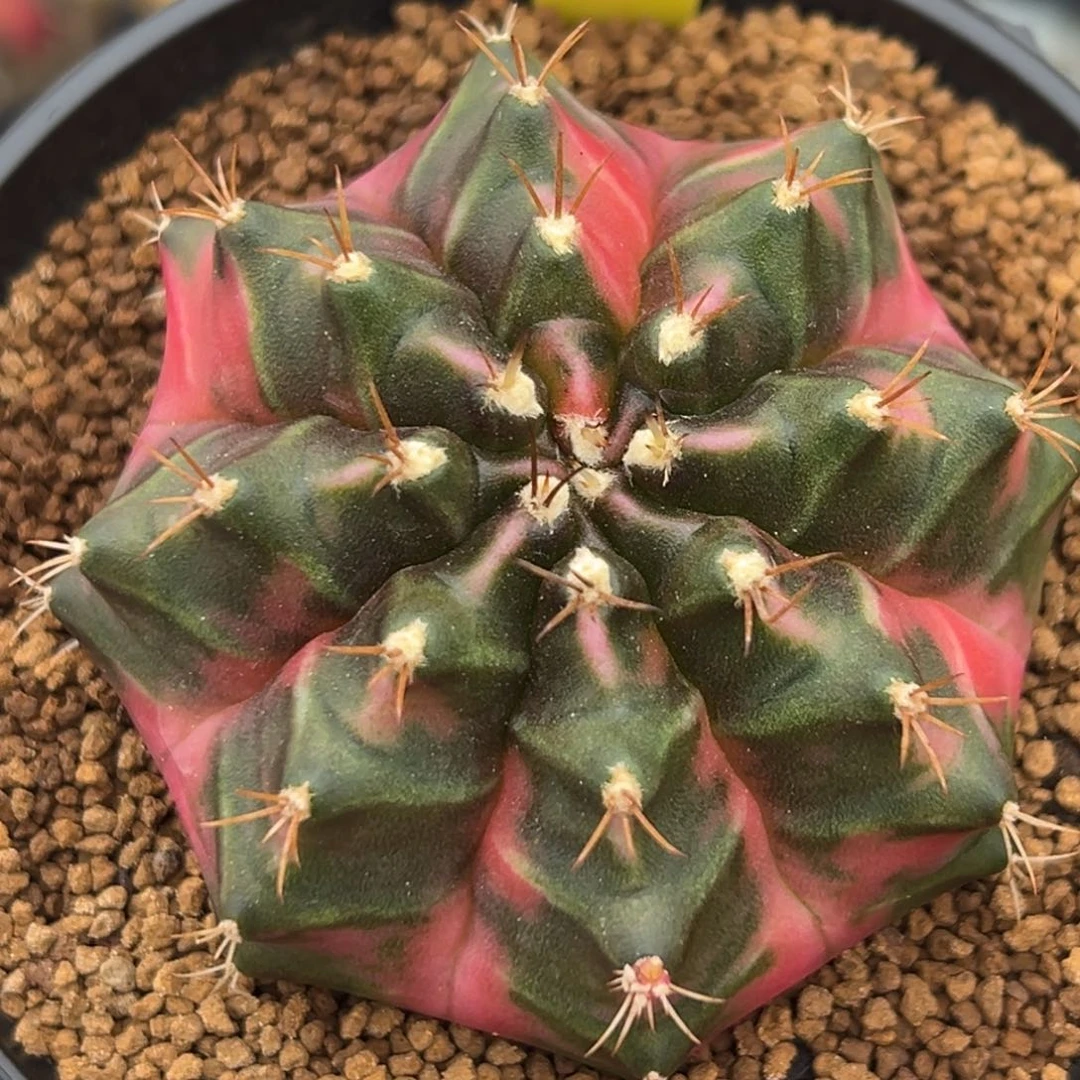泰系侧芽豪臀米哈锦28