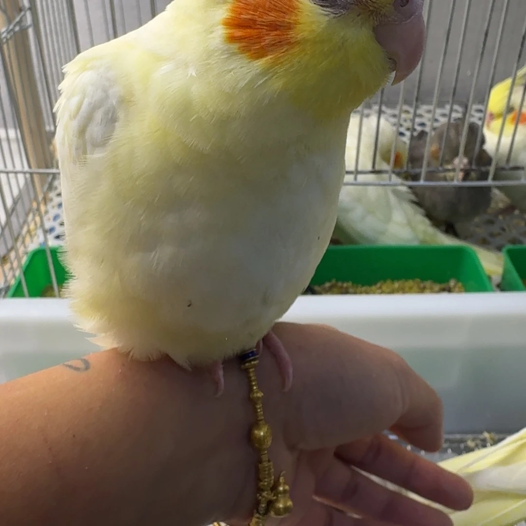 玄凤鹦鹉/鸡尾鹦鹉