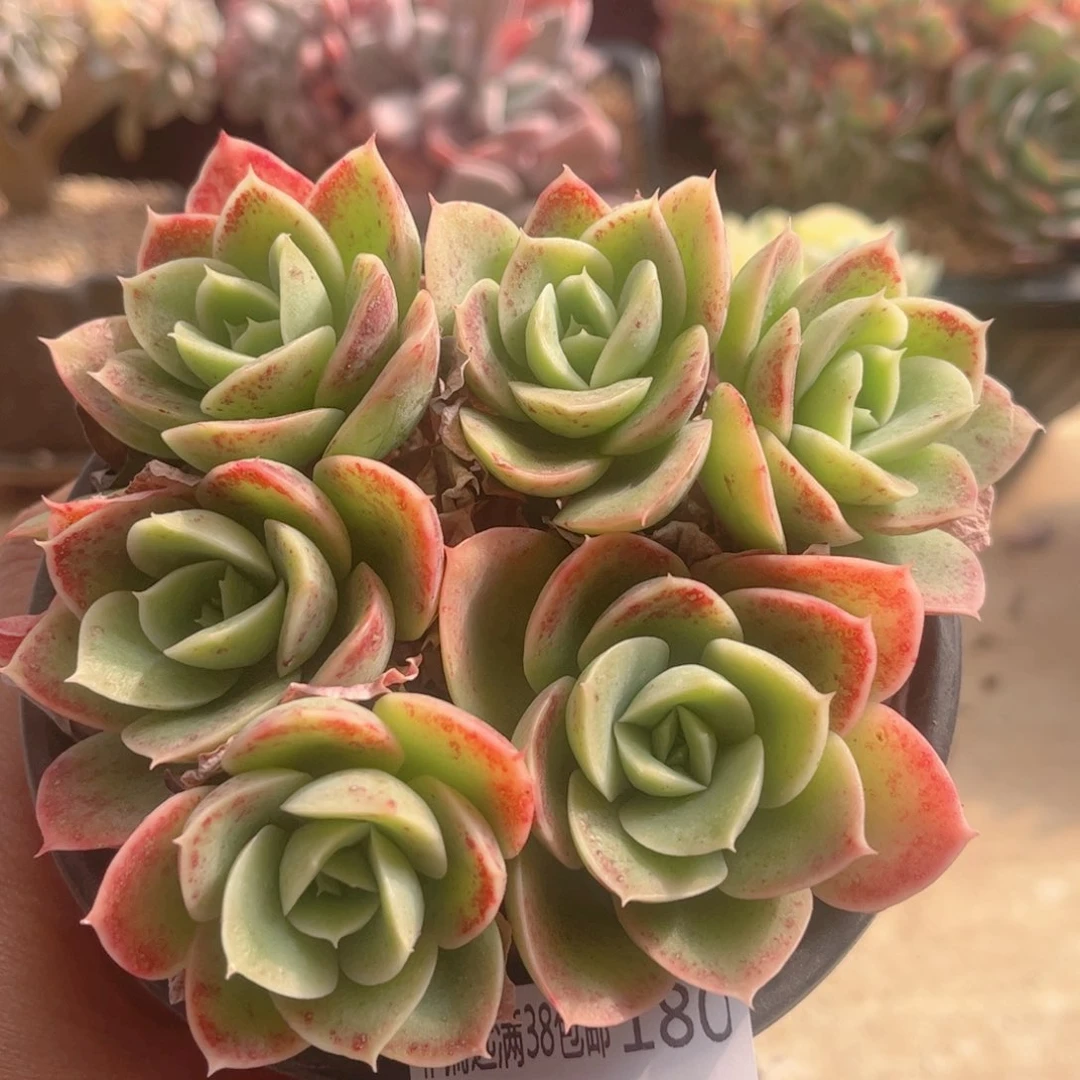 180星娜塔德华多肉