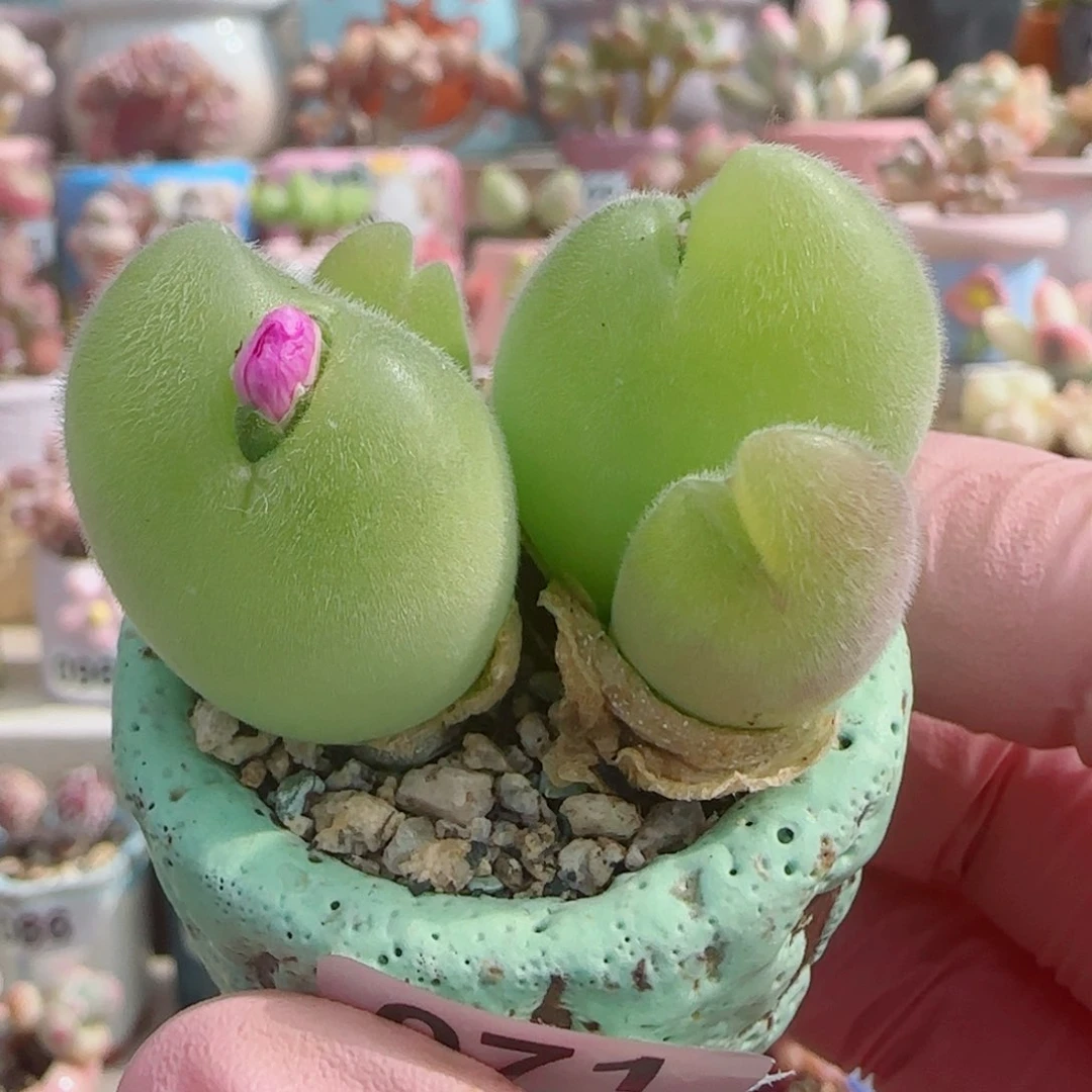 来华蟹钳 盆口3cm