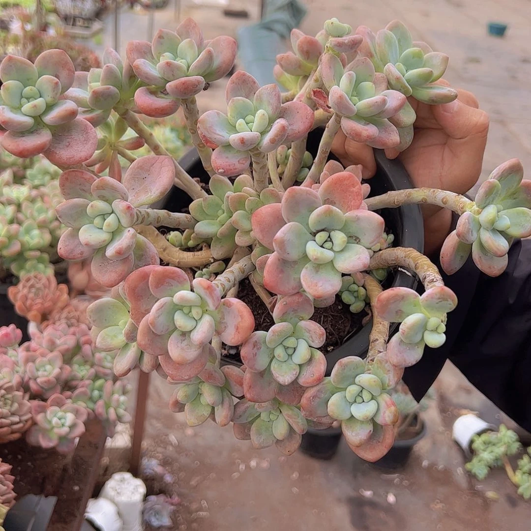 红洛神 多头多群生