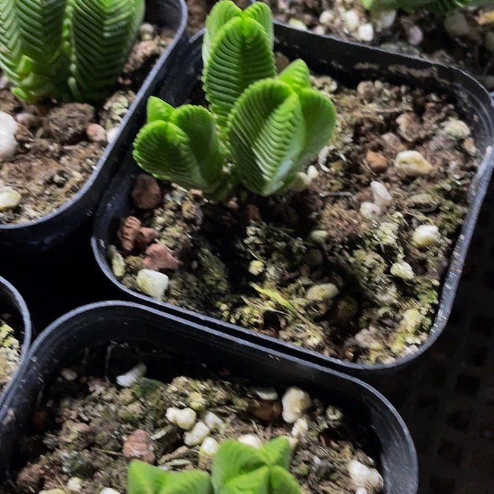 绿塔4.8带盆土发货