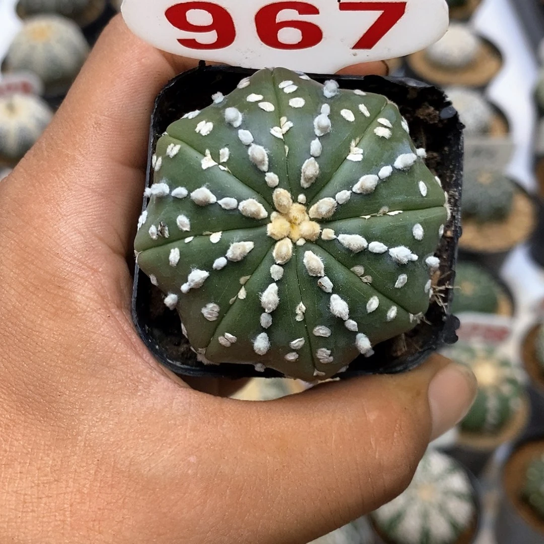 967福利特价来了哦亲测