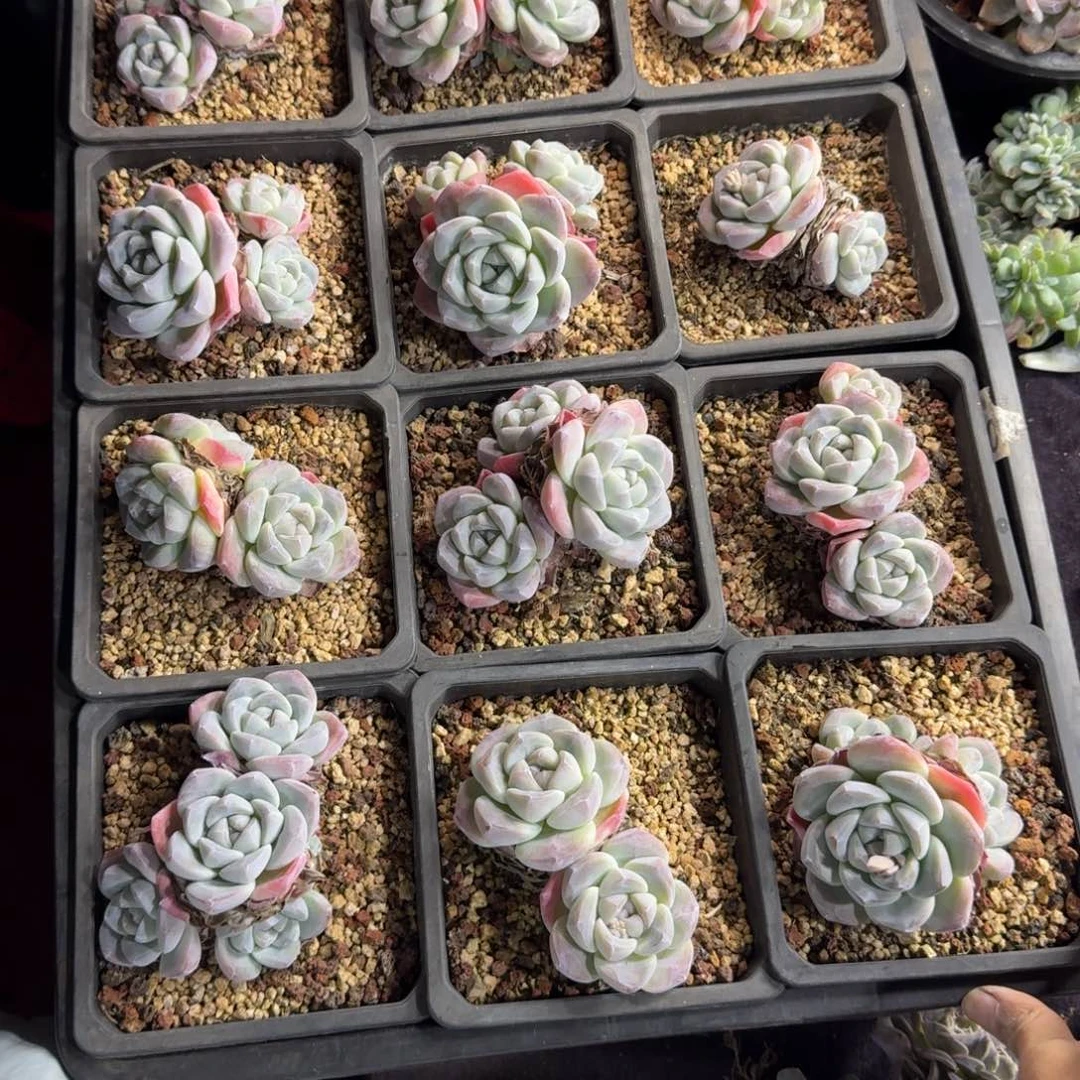 冬***冬冰玉一筐脱土发不包整59