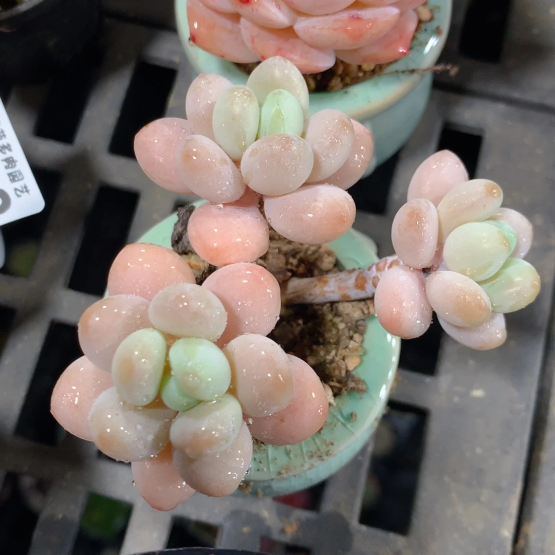 5CM拇指盆精控多肉ZU807
