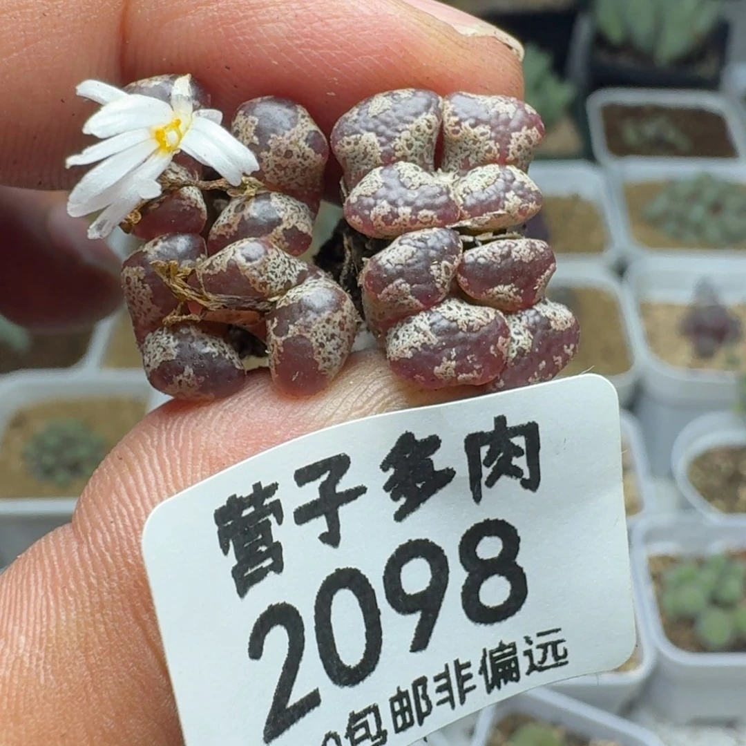 蝴蝶勋章。