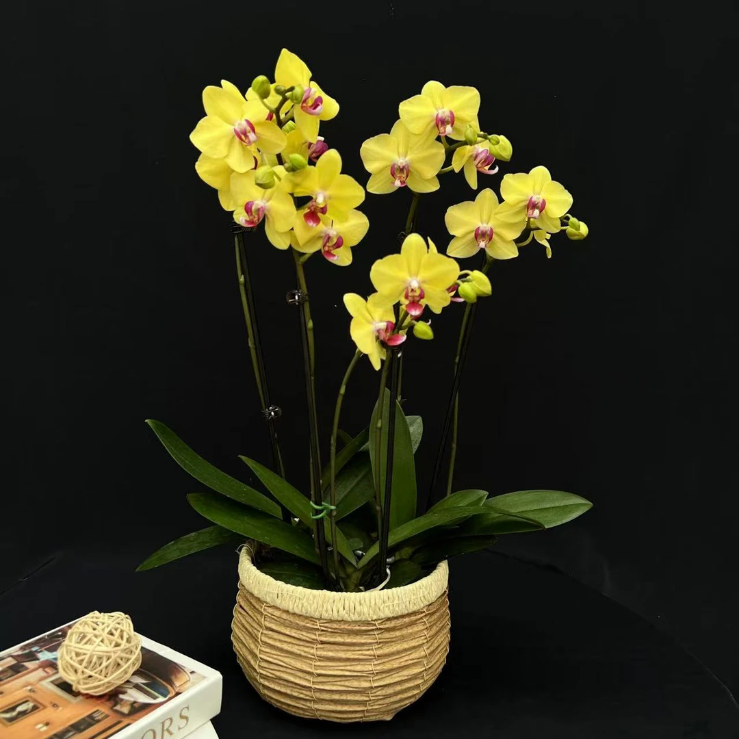 【摩登娜】3.5双梗蝴蝶兰开花盆栽花卉客厅书桌接待带花苞兰花