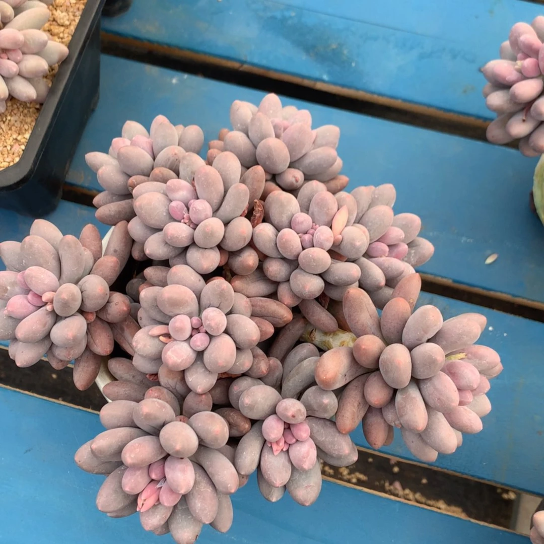 大叶汤圆平头一物一拍