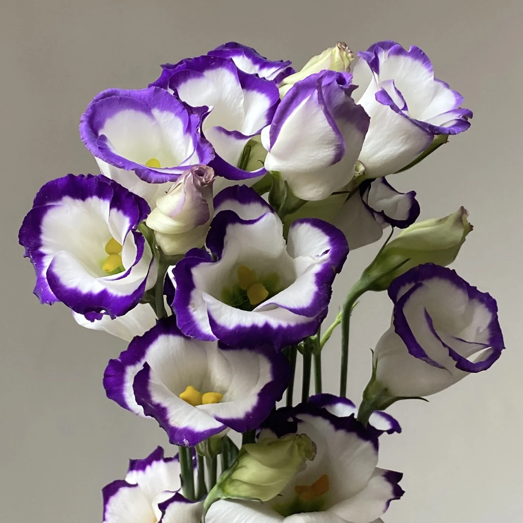 白紫渐变洋桔梗盆栽庭院阳台爆花强花卉新手易养护