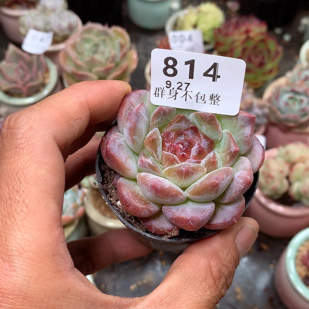 精控拇指盆9.27814