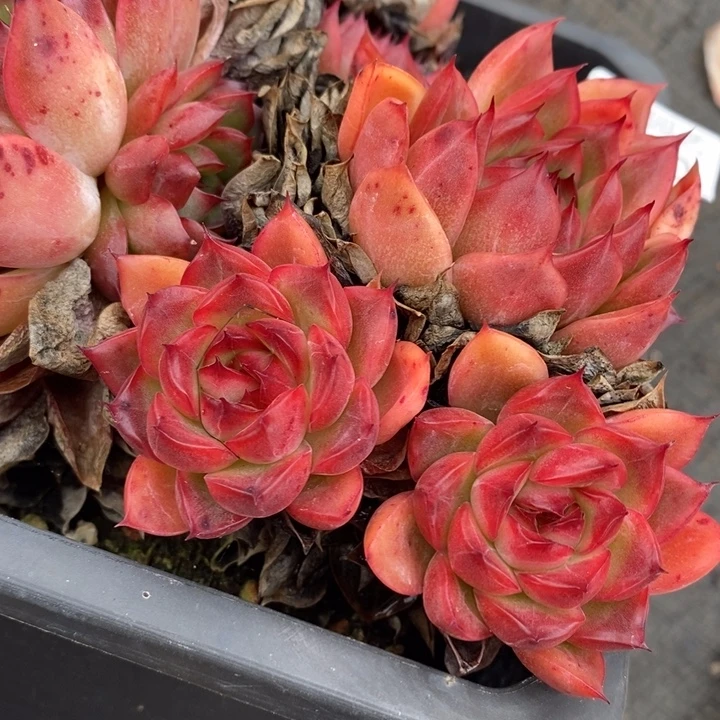 模特模特模特模特