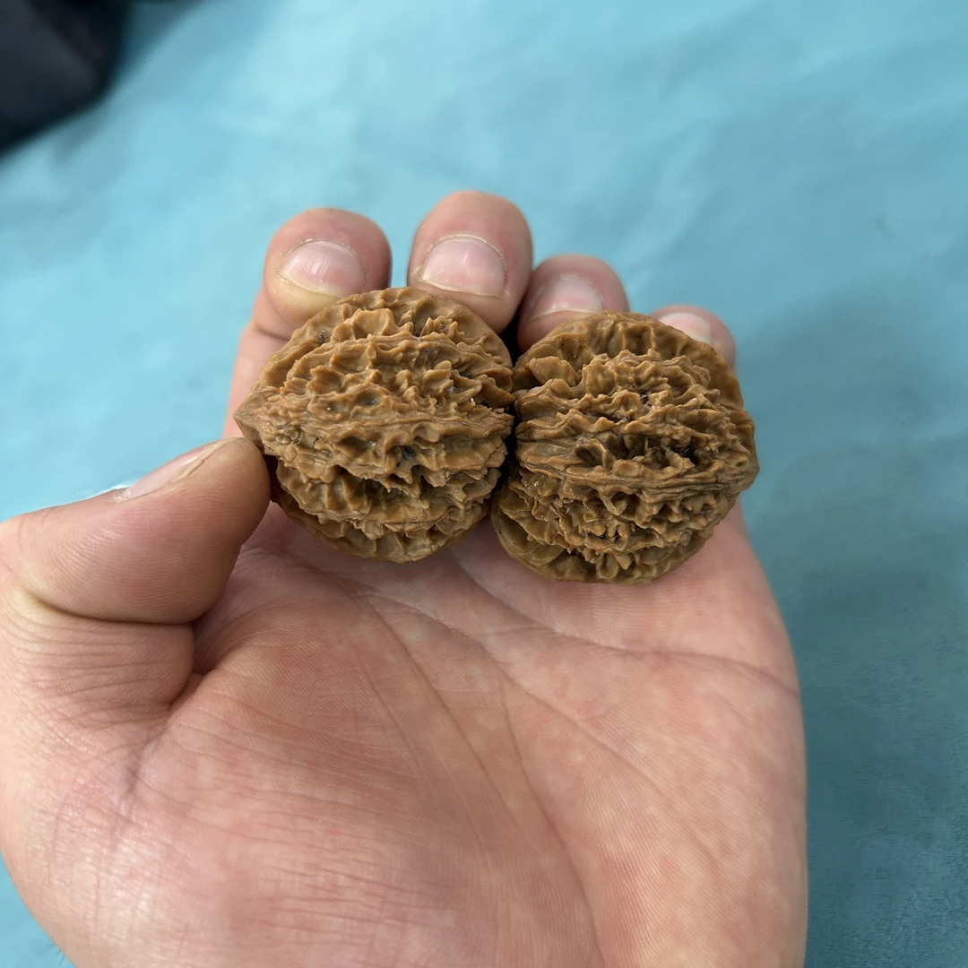 【龙葵狮子头】文玩核桃手把件 涞水好物