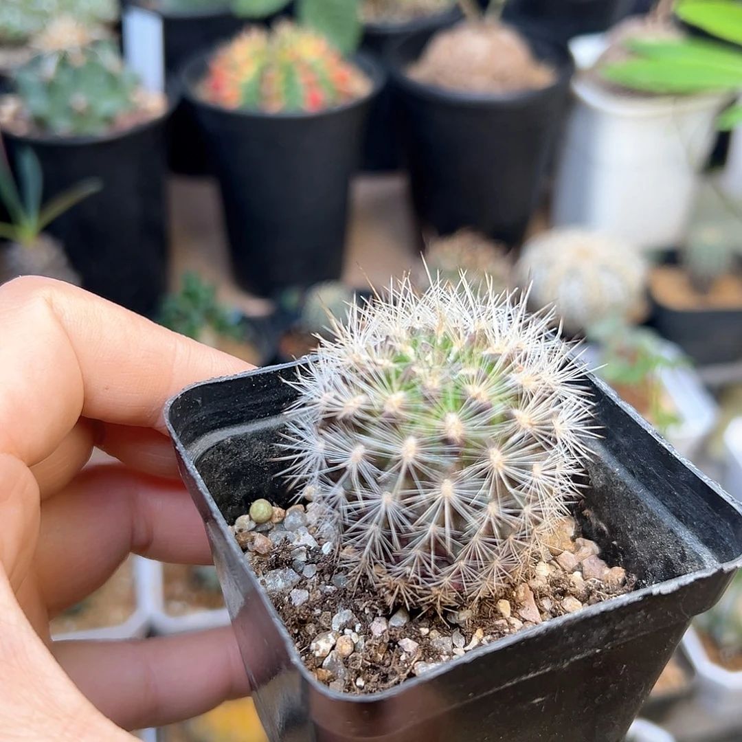 智利球属实生球3.6cm