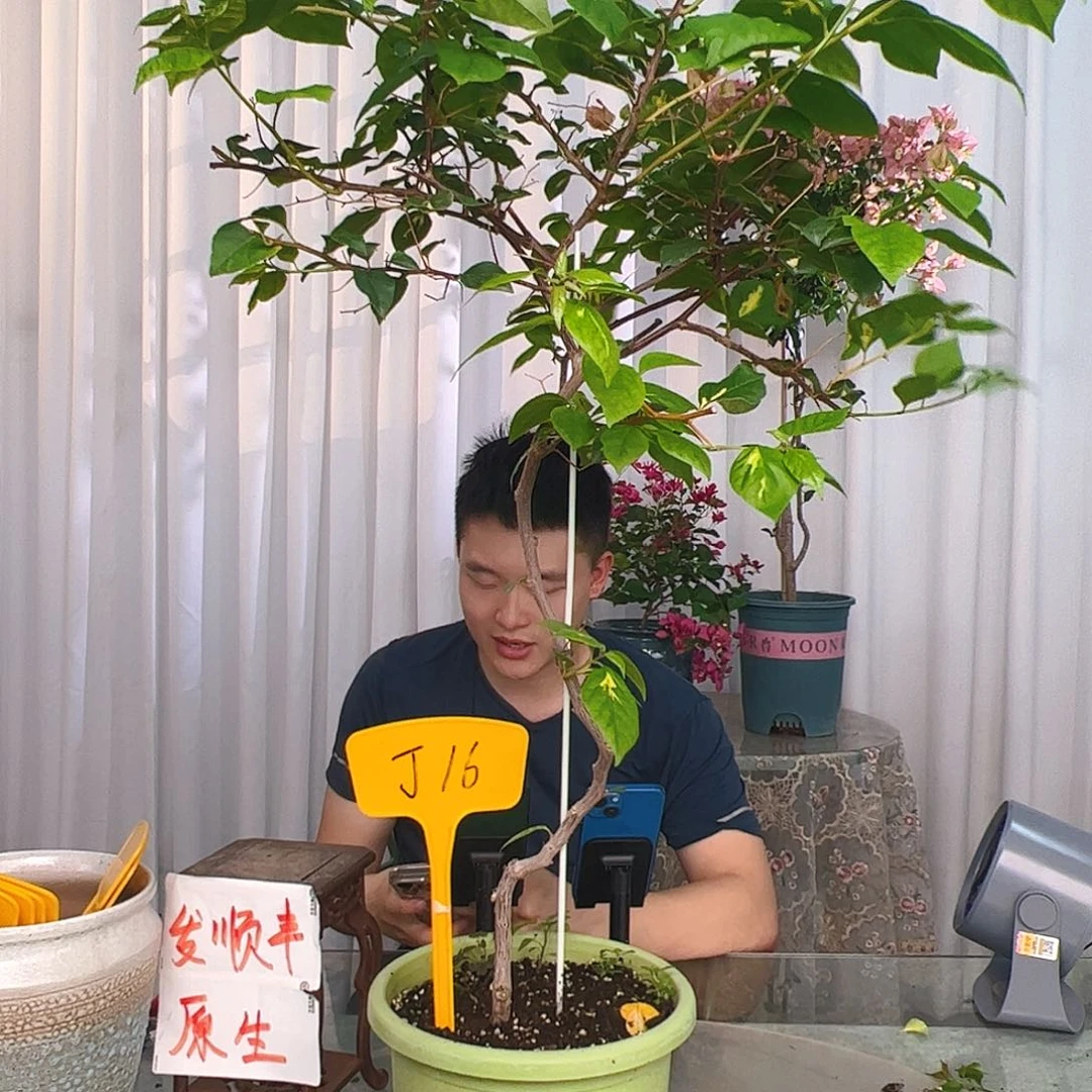 当前无花栽培后可以开花老*太金心橙白J16