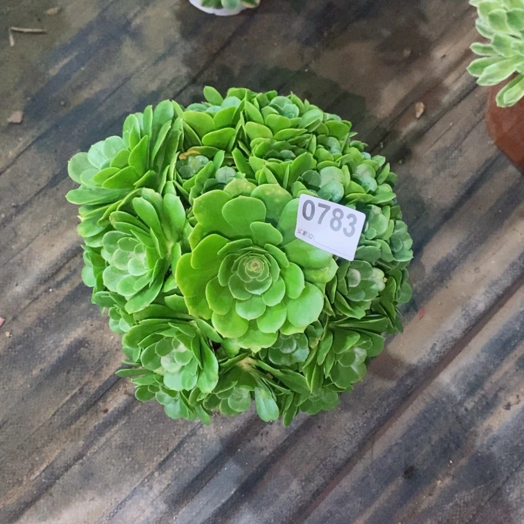 绿玫瑰783多肉1111