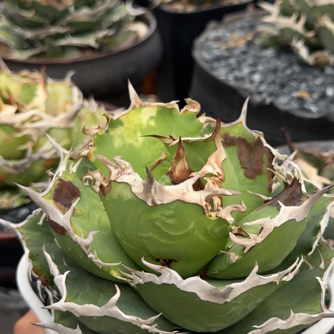 完全开放龙舌兰任王冠阿修罗伊拉克版