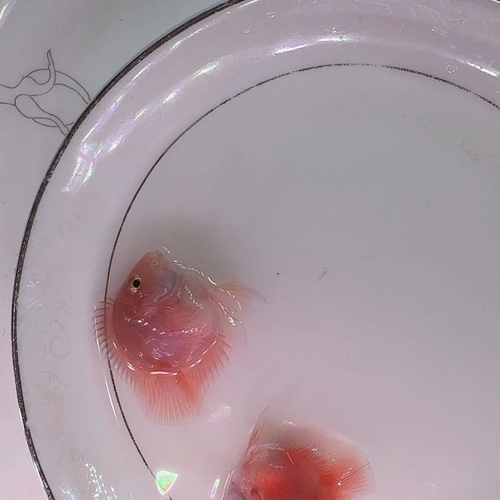 海水鱼迷你鱼迷你
