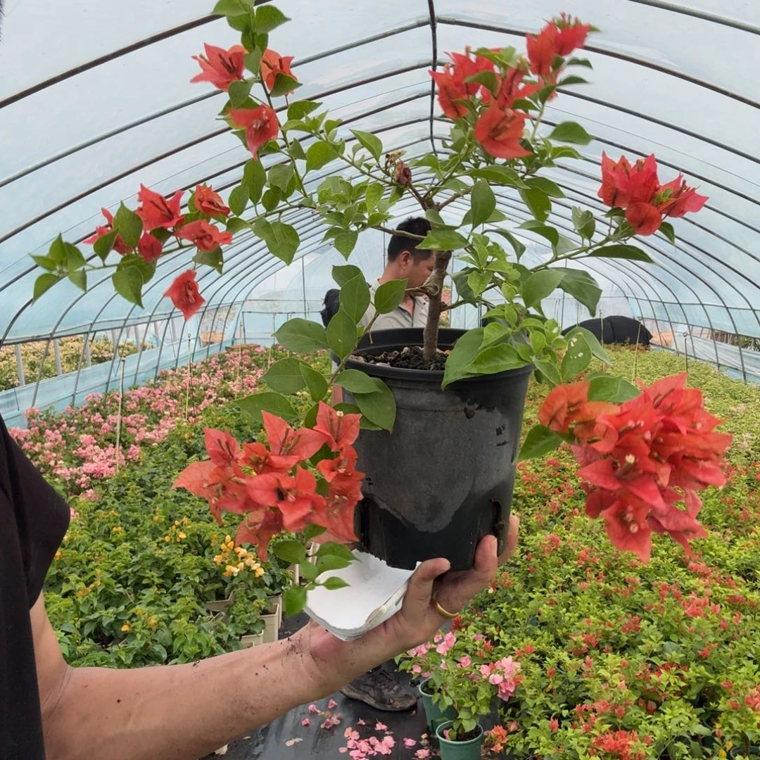 红丝绒布里扎29.9