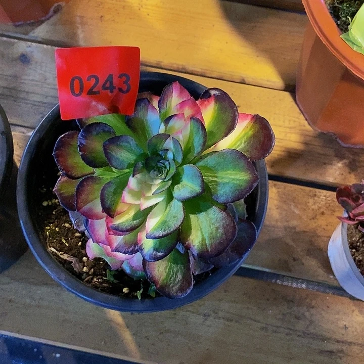 0243多肉植物海王