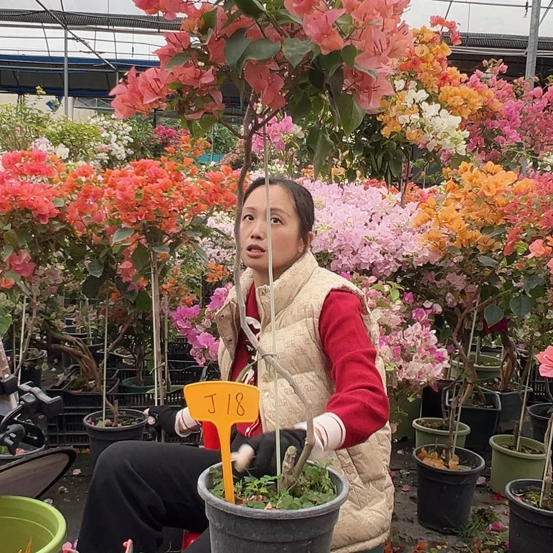 陈***堂大部分花苞少量开放J18波妹