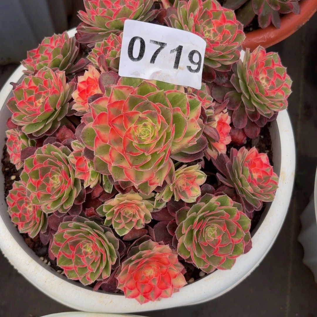 0719多肉植物玉芙蓉